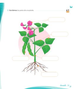 Libro Ciencia y Tecnología – Mi cuaderno de autoaprendizaje 1 – Pág 19 – Resumido pdf