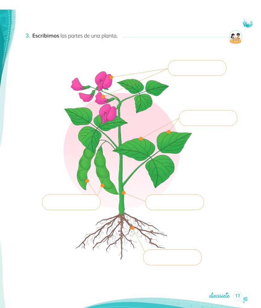 Ciencia y Tecnología – Mi cuaderno de autoaprendizaje 1 - Página 19 - Contenido informativo Resumido