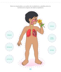 Libro Ciencia y Tecnología – Mi cuaderno de autoaprendizaje 1 – Pág 203 – Resuelto pdf