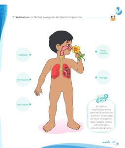 Libro Ciencia y Tecnología – Mi cuaderno de autoaprendizaje 1 – Pág 62 – Resumido pdf